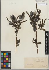 Foto von Salix glabra Scop.